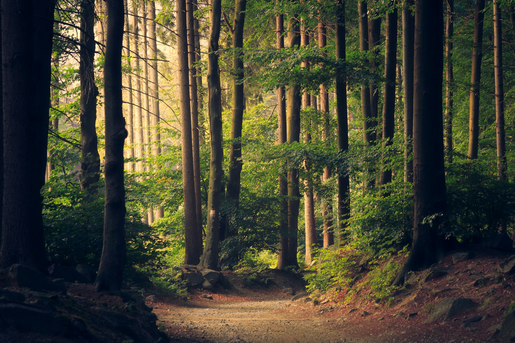 A quiet forest path surrounded by layered green foliage